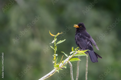 Close-up of blackbird singing on a willow branch, England, UK
