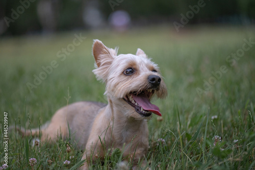 A beautiful young Yorkshire terrier walks in the evening in the park.