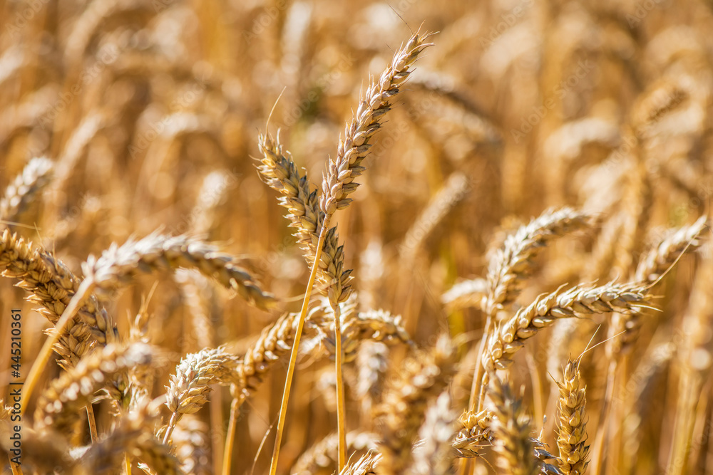 Agriculture and arable farming with cereals Agriculture and arable farming with cereals