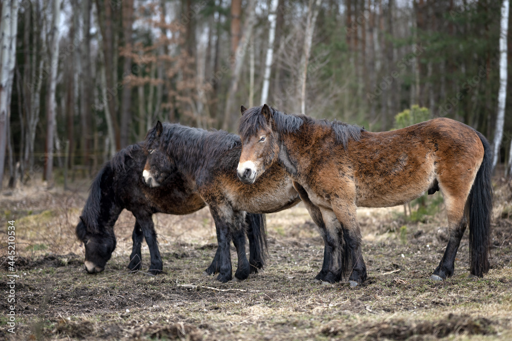 Wild horses graze in a nature reserve in the Czech Republic near the city of Hradec Králové. Wild horses graze in a nature reserve in the Czech Republic near the city of Hradec Králové.