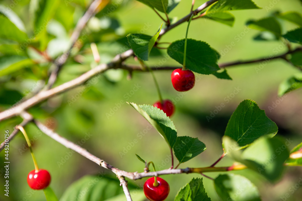 Cherry tree with red cherries in the garden.Fresh ripe organic sour cherries on branch with leaves.selective focus