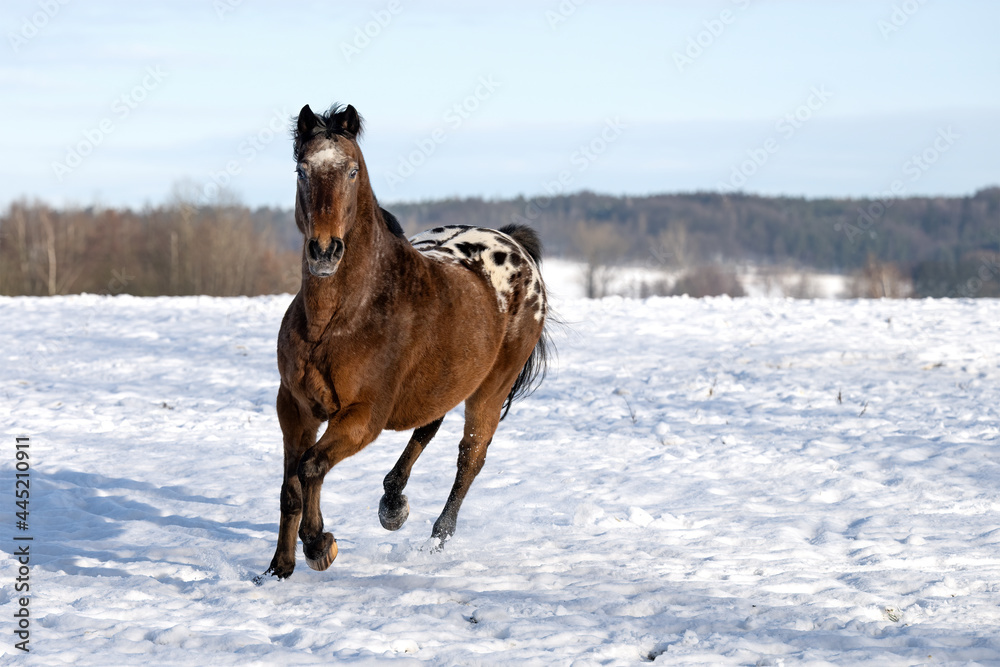 Wild horses graze in a nature reserve in the Czech Republic near the city of Hradec Králové. Wild horses graze in a nature reserve in the Czech Republic near the city of Hradec Králové.