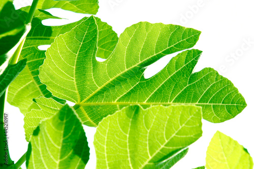 Raw Figs leaves 2021 large, broad, and flat
