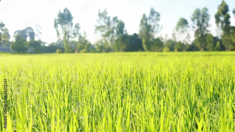 Dew drops on the top of the rice plant