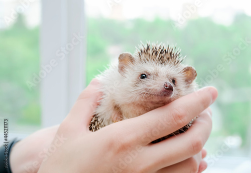 African pygmy hedgehog sitting on his hands. Cute homemade hand hedgehog looks at the camera