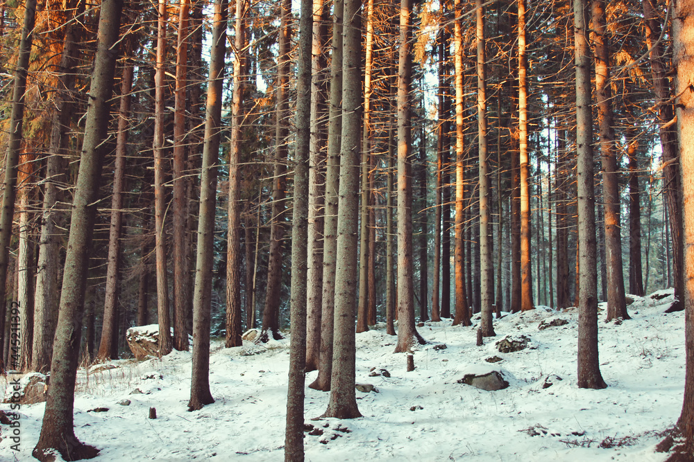 Obraz premium winter forest in the snow