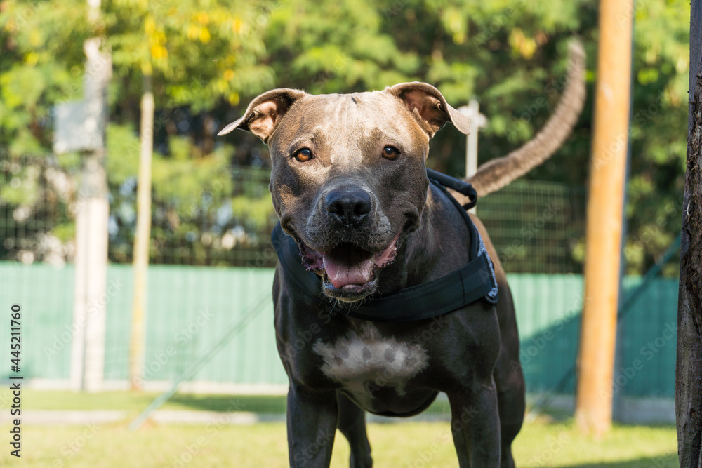 Pitbull dog in the park with green grass and bars around. Pit bull playing in the dog place. Selective focus. Pitbull dog in the park with green grass and bars around. Pit bull playing in the dog place. Selective focus.