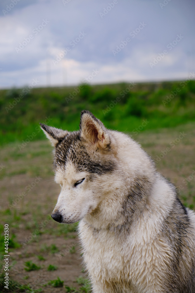 Obraz premium Husky dog with wet hair in nature after the rain.