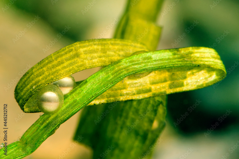 Teichmolch-Eier // eggs of the smooth newt (Lissotriton vulgaris) Teichmolch-Eier // eggs of the smooth newt (Lissotriton vulgaris)