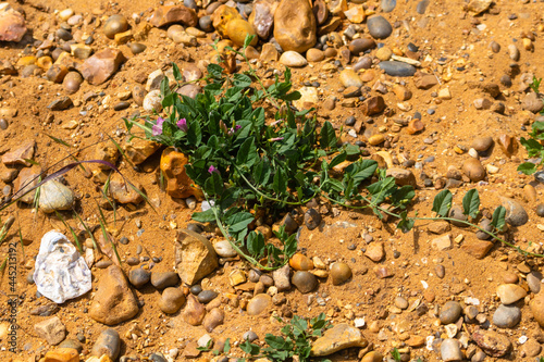 Pink wildflowers sprouting on a cliffside, Essex coast, England, UK