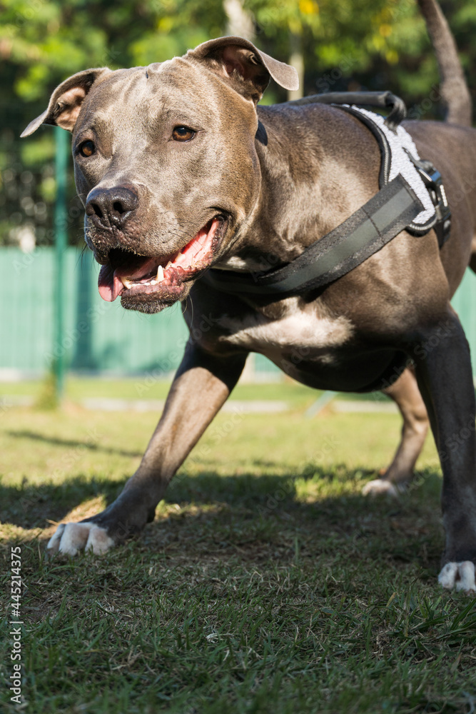 Pitbull dog in the park with green grass and bars around. Pit bull playing in the dog place. Selective focus.