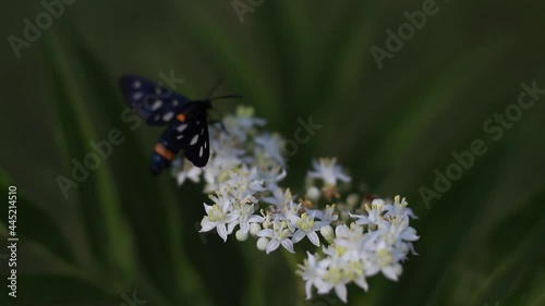 Tiny White Flowers