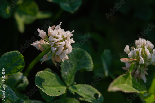 Early morning in dew drops on clover flowers
