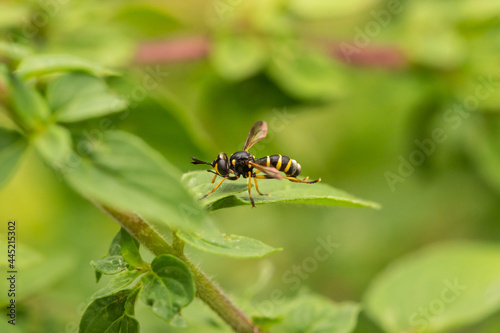 Close-up of a hoverfly