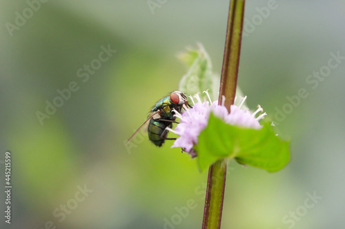 Close-up of a green fly on a flower, Lucilia sericata photo
