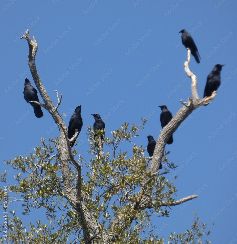 crow party