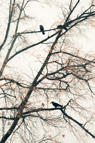 Black birds sitting an autumn tree