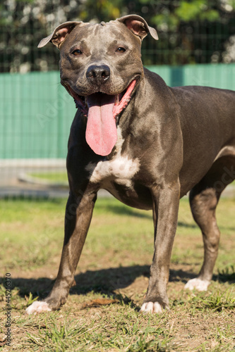 Pitbull dog in the park with green grass and bars around. Pit bull playing in the dog place. Selective focus.