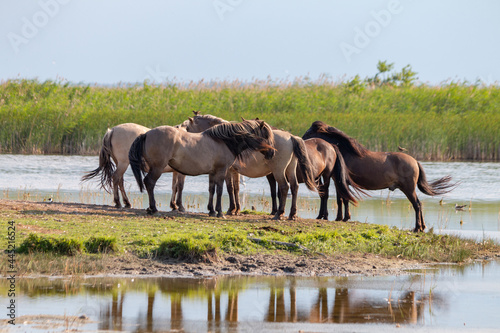 wild horses graze by the lake in the meadow