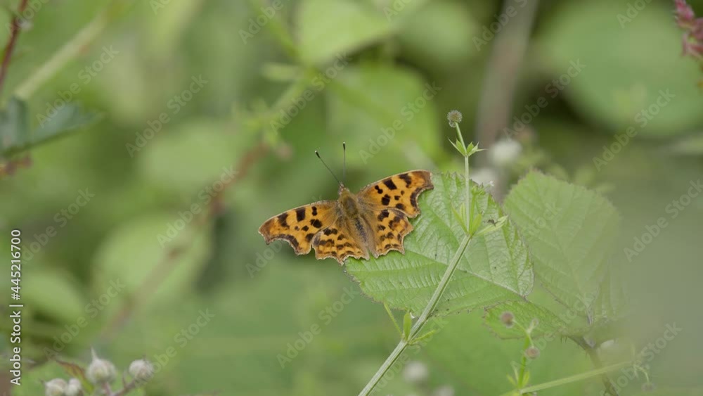 Comma Butterfly resting on a leaf Comma Butterfly resting on a leaf