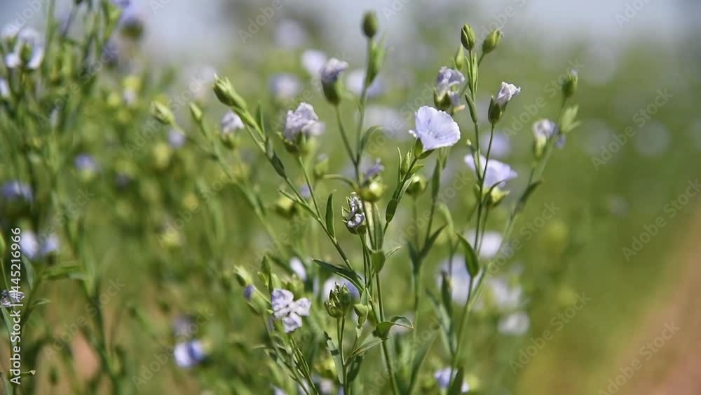 Medicinal plant Flax (Linum Usitatissimum) grows in an agricultural field Medicinal plant Flax (Linum Usitatissimum) grows in an agricultural field
