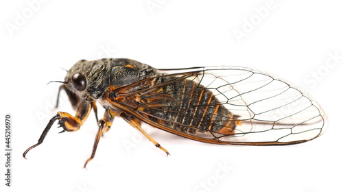 Cicadetta montana or New Forest Cicada isolated on white background, side view