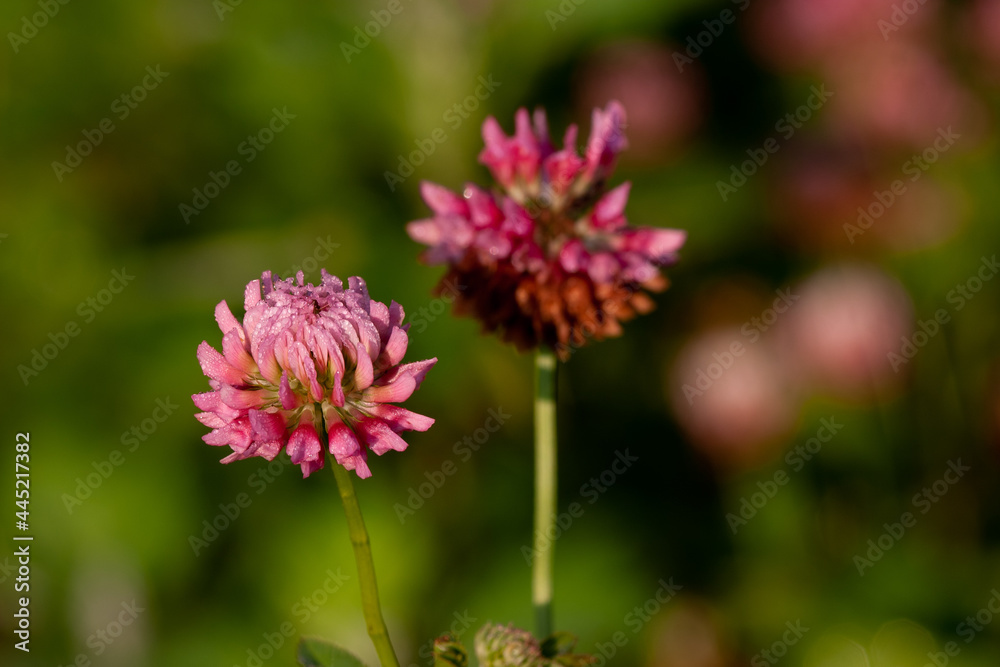 Early morning in dew drops on clover flowers Early morning in dew drops on clover flowers