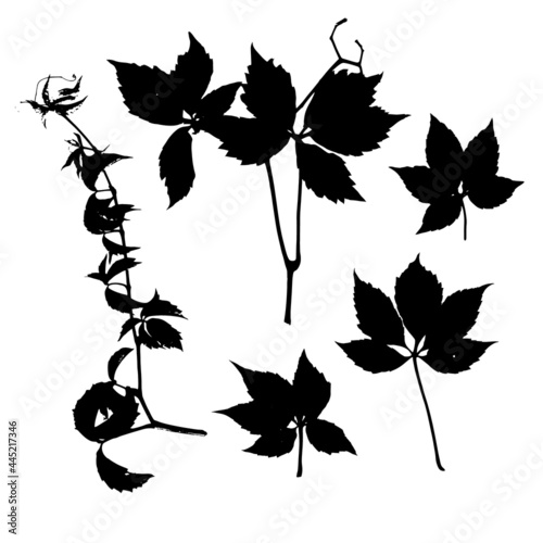 Set of prints of natural leaves of wild grapes. Grape leaf silhouette for design, botanical illustration, decoration, postcard, pattern. Vector.