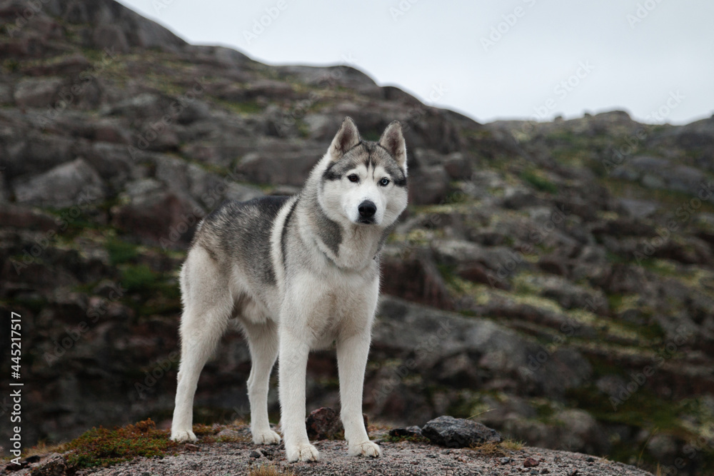 Obraz premium A fluffy Siberian husky dog stands on a rock in the north of Russia and looks into the distance at the sea. Cold landscape of the northern district