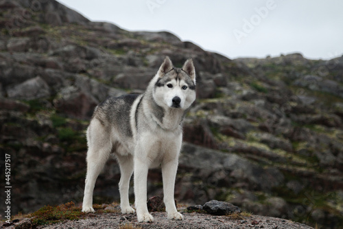 A fluffy Siberian husky dog stands on a rock in the north of Russia and looks into the distance at the sea. Cold landscape of the northern district