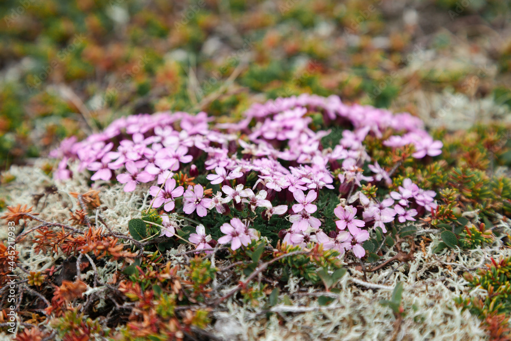Obraz premium Pink northern flowers on a rock on the shore of the Barents Sea. Teriberka village, Murmansk Region, Russia