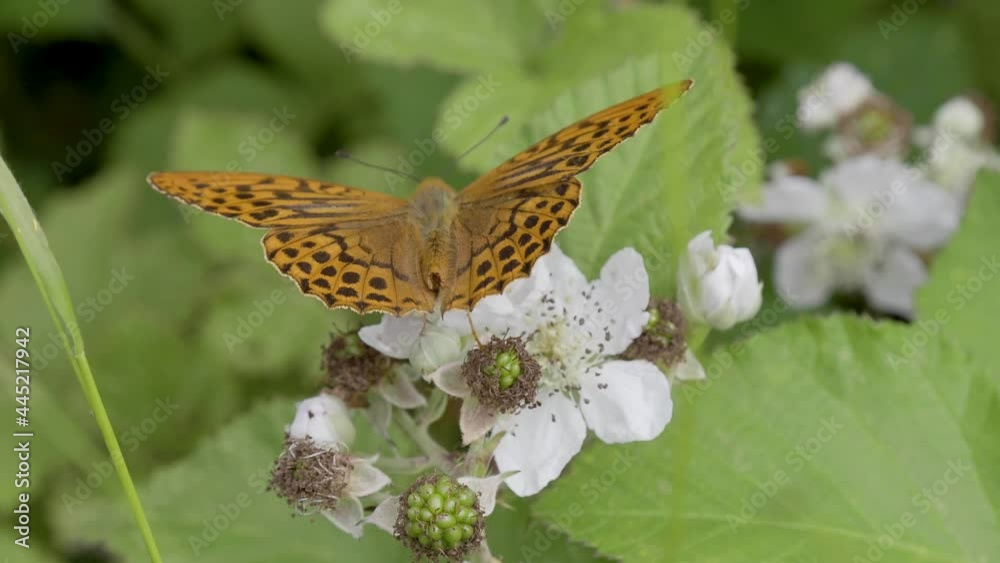 Silver-washed Fritillary Feeding on Bramble Silver-washed Fritillary Feeding on Bramble