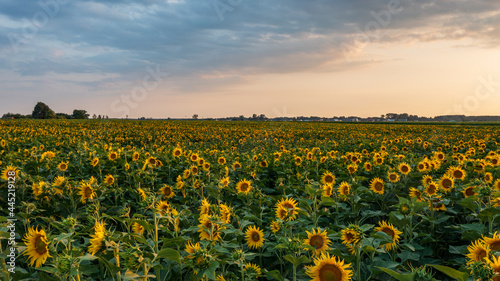 Sunflower field in summertime morning