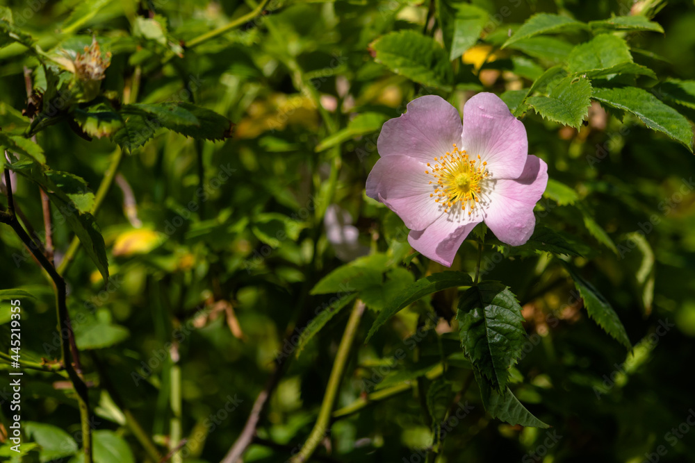 Fototapeta premium Close-up of pink sunlit wild rose in the woods, England, UK
