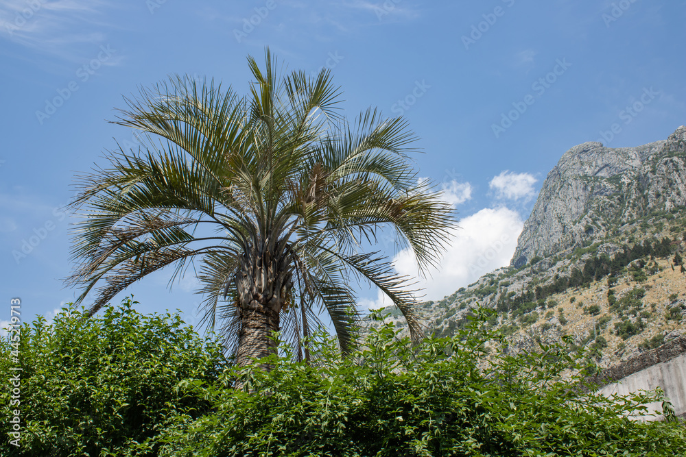 Green palm tree on the foreground. Mountains and blue sky on the background. Beautiful landscape.