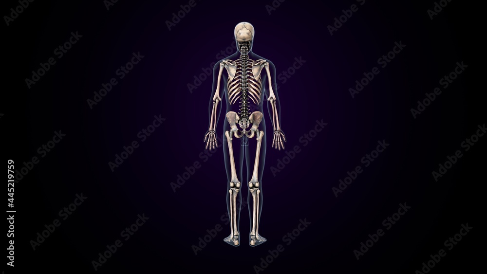 3d illustration of human body skeleton anatomy 3d illustration of human body skeleton anatomy