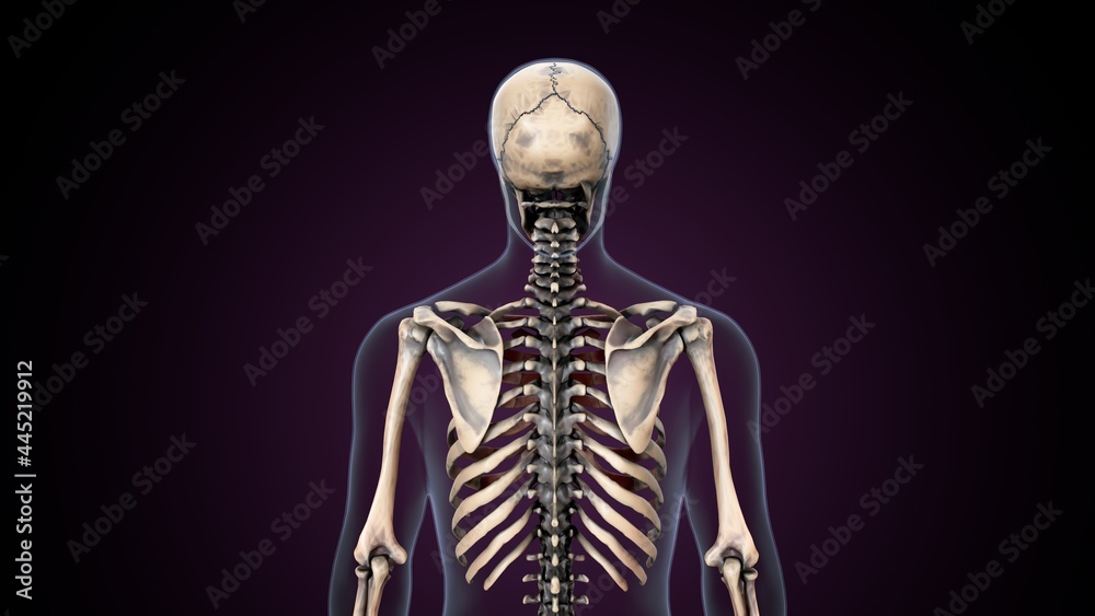 3d illustration of human skeleton  rib cage anatomy.