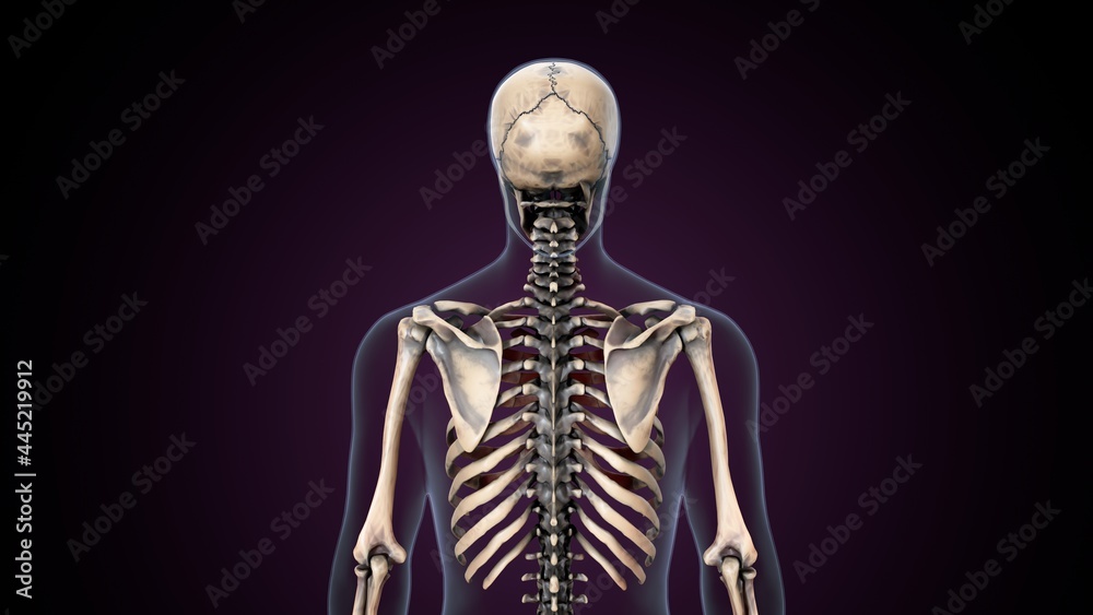 3d illustration of human skeleton rib cage anatomy. 3d illustration of human skeleton rib cage anatomy.