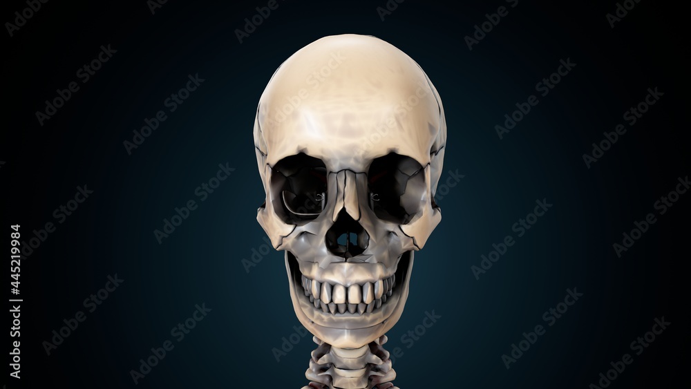 3d illustration of human skull anatomy.