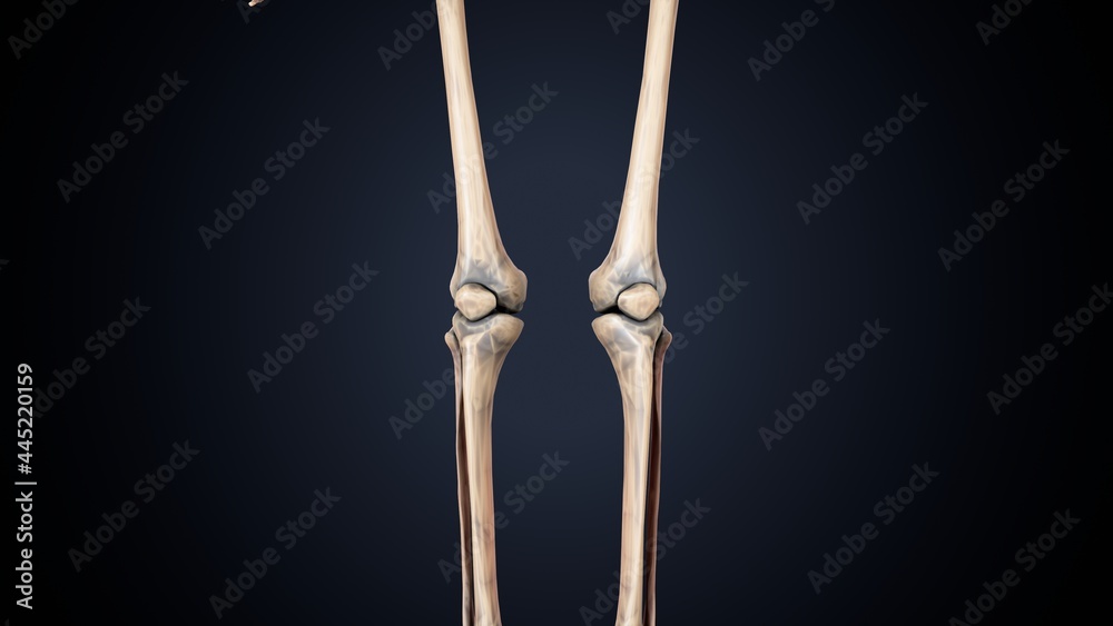 3d illustration of human skeleton leg joints anatomy
3d illustration of human skeleton leg joints anatomy