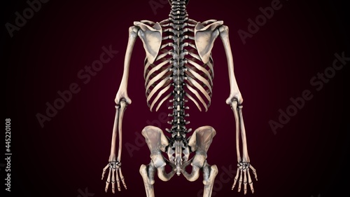 3d illustration of human skeleton anatomy.