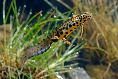 Teichmolch-Männchen // Smooth newt - male (Lissotriton vulgaris) photo