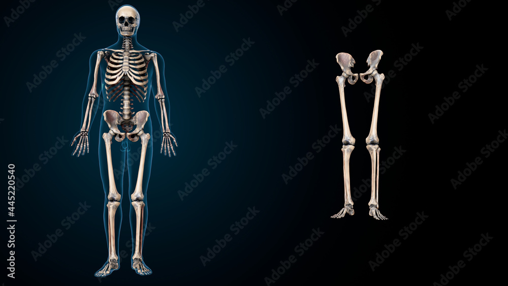 3d illustration of human skeleton lower and limb bone anatomy. 3d illustration of human skeleton lower and limb bone anatomy.