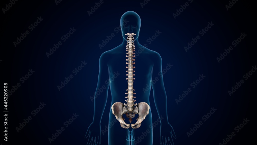 3d illustration of human skeleton spinal bone and hip anatomy . 3d illustration of human skeleton spinal bone and hip anatomy .