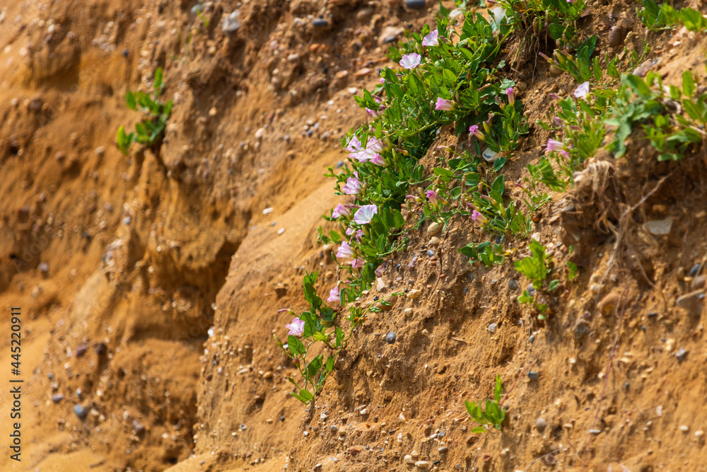 Pink flowering bindweeds growing on a cliffside, Essex coast, UK