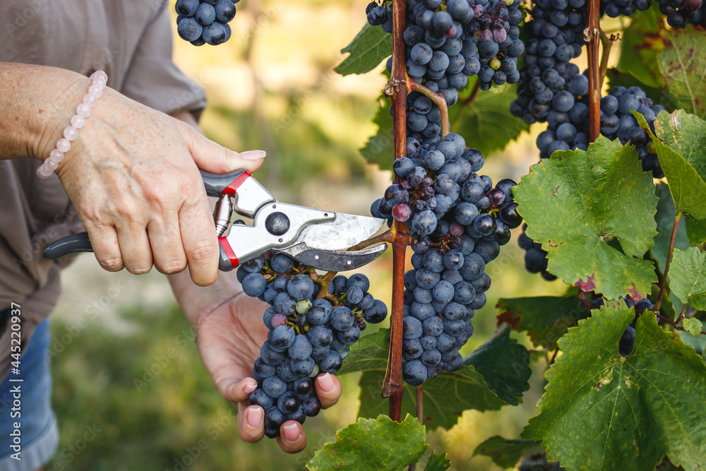 Farmer grape harvesting in vineyard. Woman using pruning shears for picking red grapes at autumn harvest
