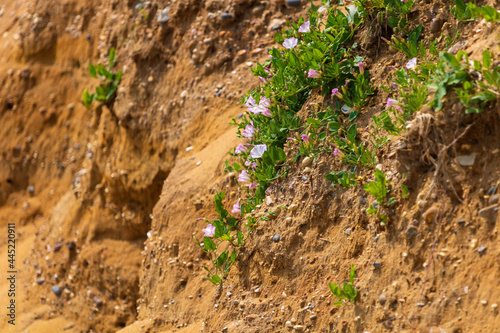 Pink flowering bindweeds growing on a cliffside, Essex coast, UK