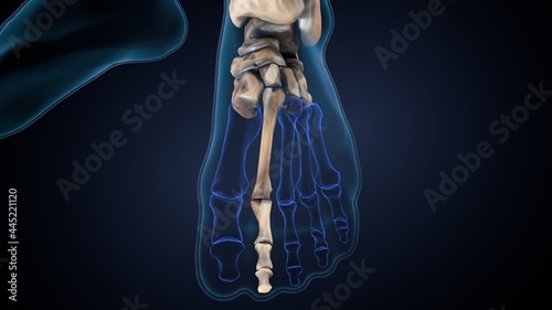 фотографія 3d illustration of human skeleton foot finger bone anatomy.