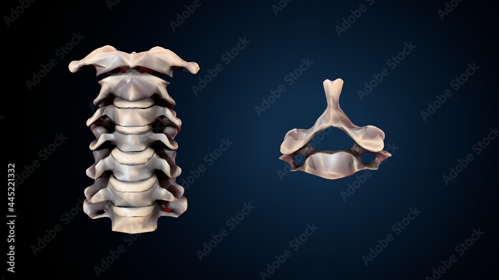 custom made wallpaper toronto digital3d illustration of human skeleton cervical bone anatomy.