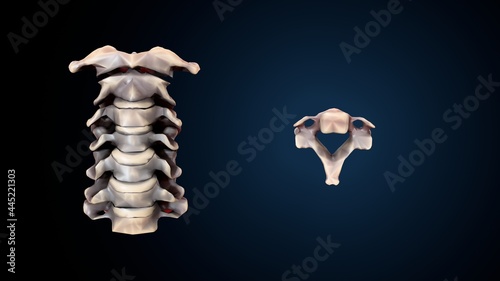 Wallpaper Mural 3d illustration of human skeleton cervical bone anatomy.
 Torontodigital.ca